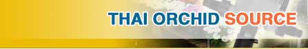Thai orchid consultants