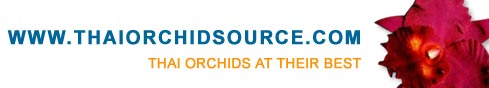 Thai Orchid Source Banner