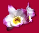 Thai Orchid Quote